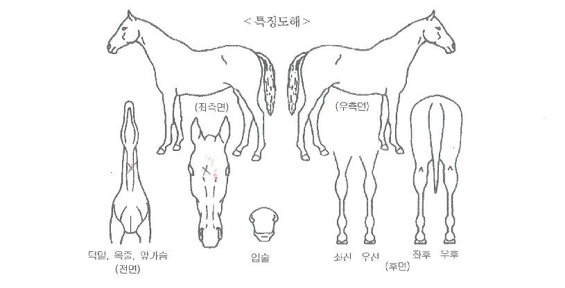 ·±´øÀÇ·¯´×ÀÇ Ãø¸é,¿ì¸é,µÞ¸é,µÎ»ó,´Ù¸®ÀÇ Æ¯Â¡µµÇØ