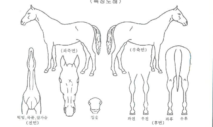 ±ÝÈñÀεðÀÇ Ãø¸é,¿ì¸é,µÞ¸é,µÎ»ó,´Ù¸®ÀÇ Æ¯Â¡µµÇØ