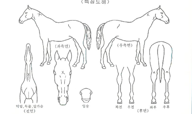 �ƶ󸮿��� ����,���,�޸�,�λ�,�ٸ��� Ư¡����