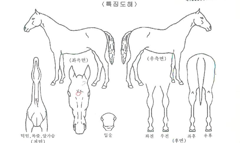 ������������ ����,���,�޸�,�λ�,�ٸ��� Ư¡����