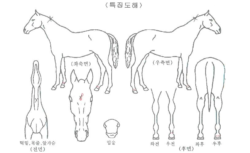 �ݹ̷��̼��ڸ��� ����,���,�޸�,�λ�,�ٸ��� Ư¡����