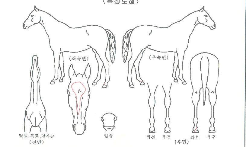 Ȳ������ ����,���,�޸�,�λ�,�ٸ��� Ư¡����