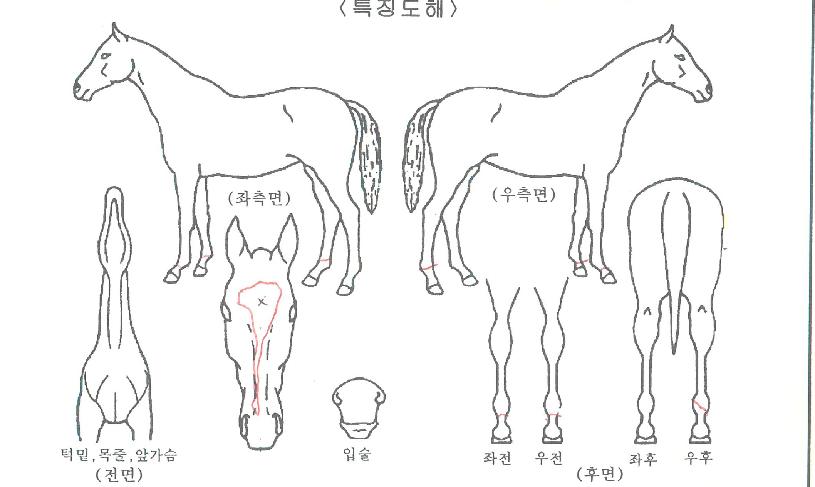 ½ºÅÍ´×ÇѼ¾ÀÇ Ãø¸é,¿ì¸é,µÞ¸é,µÎ»ó,´Ù¸®ÀÇ Æ¯Â¡µµÇØ