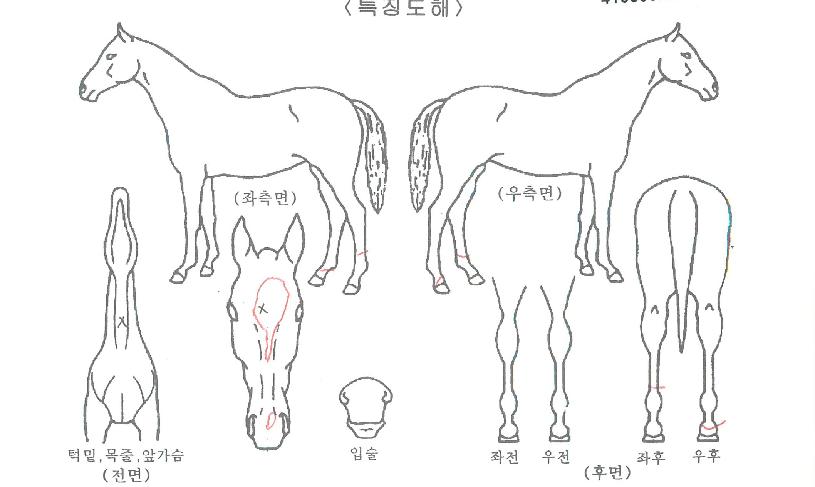 Ʈ����Ƽ�ƶ��� ����,���,�޸�,�λ�,�ٸ��� Ư¡����