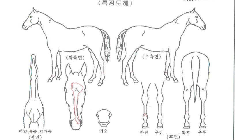 ·±Äɸ®Æ÷ÀÎÆ®ÀÚ¸¶ÀÇ Ãø¸é,¿ì¸é,µÞ¸é,µÎ»ó,´Ù¸®ÀÇ Æ¯Â¡µµÇØ