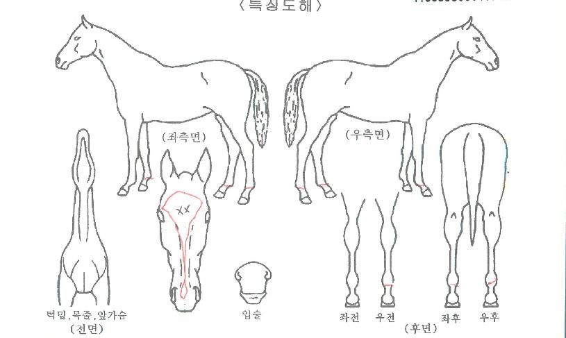 ¸Þ´Ï½ºÅèÀÇ Ãø¸é,¿ì¸é,µÞ¸é,µÎ»ó,´Ù¸®ÀÇ Æ¯Â¡µµÇØ