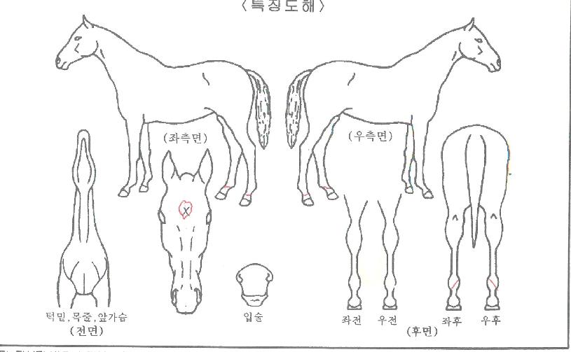 ½ºÅ°ÆÛÀÚ¸¶ÀÇ Ãø¸é,¿ì¸é,µÞ¸é,µÎ»ó,´Ù¸®ÀÇ Æ¯Â¡µµÇØ