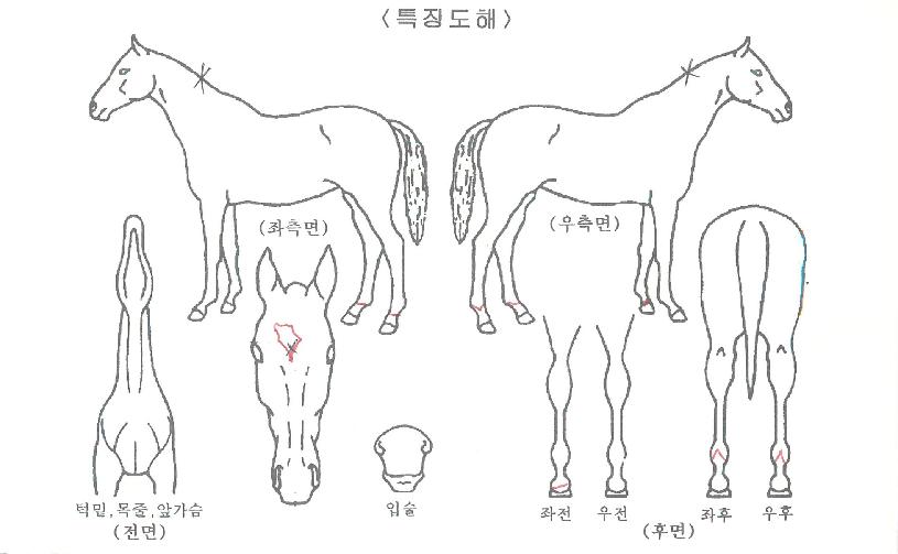 ºÎ¿£¾Æ¹Ì°íÀÇ Ãø¸é,¿ì¸é,µÞ¸é,µÎ»ó,´Ù¸®ÀÇ Æ¯Â¡µµÇØ