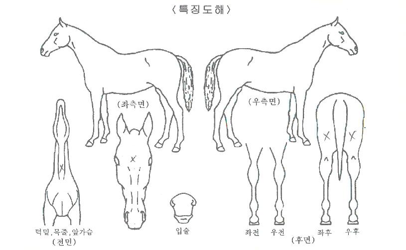 ÀÎÅõ¸¶¸°ÀÇ Ãø¸é,¿ì¸é,µÞ¸é,µÎ»ó,´Ù¸®ÀÇ Æ¯Â¡µµÇØ
