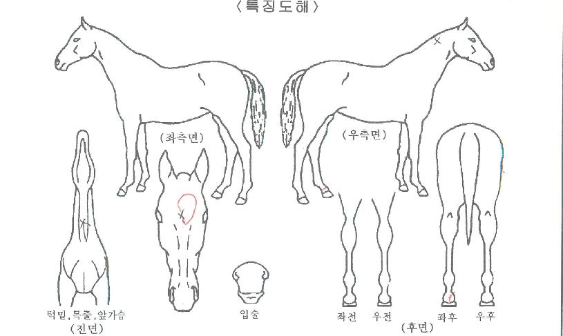 ����̾�����ڸ��� ����,���,�޸�,�λ�,�ٸ��� Ư¡����