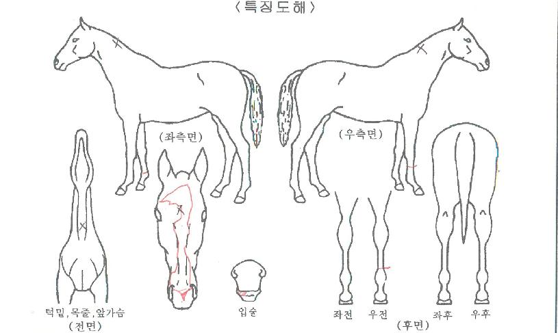 Á¶ÁöÄýÀÇ Ãø¸é,¿ì¸é,µÞ¸é,µÎ»ó,´Ù¸®ÀÇ Æ¯Â¡µµÇØ