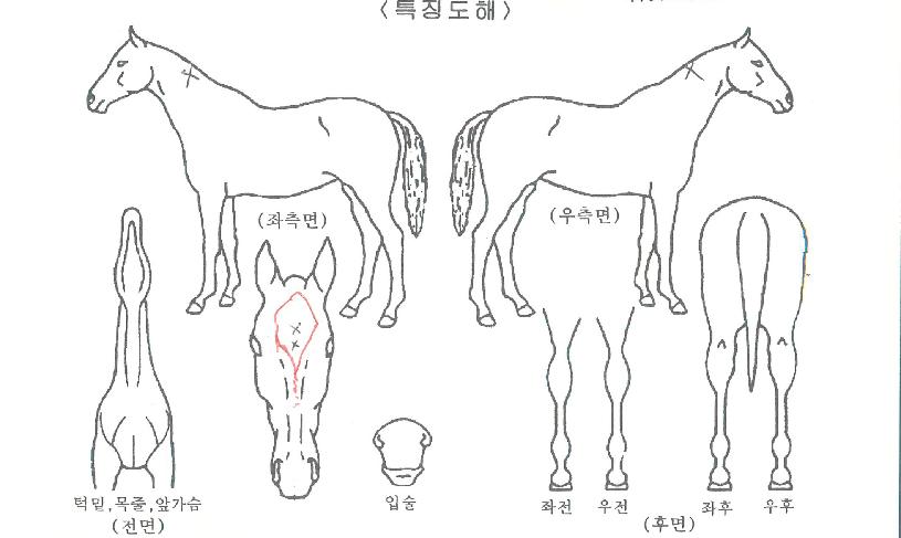 ���̽�õ���� ����,���,�޸�,�λ�,�ٸ��� Ư¡����