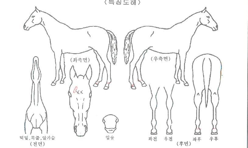 ��ũ�轺�� ����,���,�޸�,�λ�,�ٸ��� Ư¡����