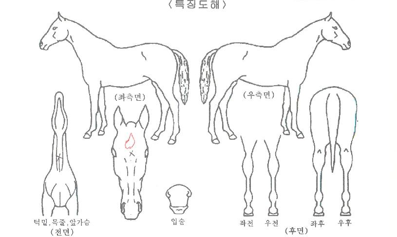 ���ﵥ���� ����,���,�޸�,�λ�,�ٸ��� Ư¡����