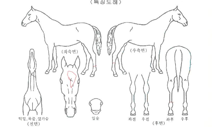 Àú½ºÆ®À©ÀÇ Ãø¸é,¿ì¸é,µÞ¸é,µÎ»ó,´Ù¸®ÀÇ Æ¯Â¡µµÇØ