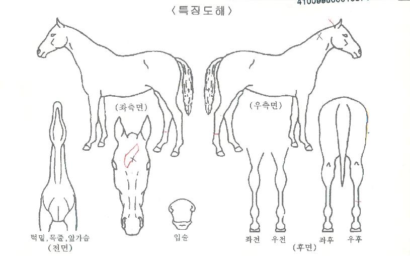 µðÅ͹̳×À̼ÇÀÇ Ãø¸é,¿ì¸é,µÞ¸é,µÎ»ó,´Ù¸®ÀÇ Æ¯Â¡µµÇØ