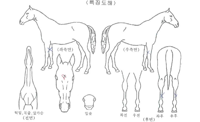 ¶ó¿Âºò¸ÇÀÇ Ãø¸é,¿ì¸é,µÞ¸é,µÎ»ó,´Ù¸®ÀÇ Æ¯Â¡µµÇØ