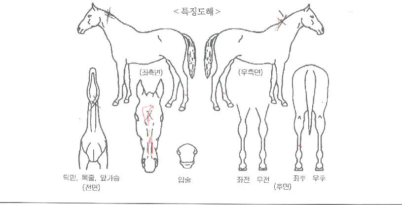 ·¹ÀüµåÀ©ÀÇ Ãø¸é,¿ì¸é,µÞ¸é,µÎ»ó,´Ù¸®ÀÇ Æ¯Â¡µµÇØ