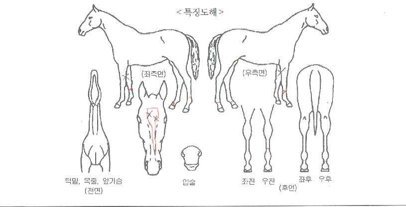 �۾�Ĺ�� ����,���,�޸�,�λ�,�ٸ��� Ư¡����