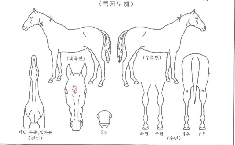 »ï¾Ö¶ôÀÇ Ãø¸é,¿ì¸é,µÞ¸é,µÎ»ó,´Ù¸®ÀÇ Æ¯Â¡µµÇØ