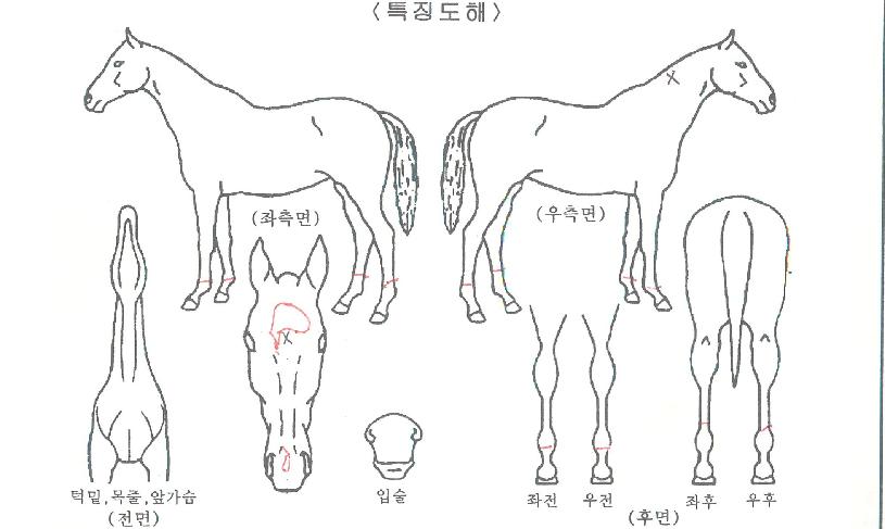 ¸Þ´ÏÈ÷¾î·ÎÀÇ Ãø¸é,¿ì¸é,µÞ¸é,µÎ»ó,´Ù¸®ÀÇ Æ¯Â¡µµÇØ