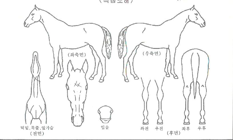 ����ȣ���� ����,���,�޸�,�λ�,�ٸ��� Ư¡����