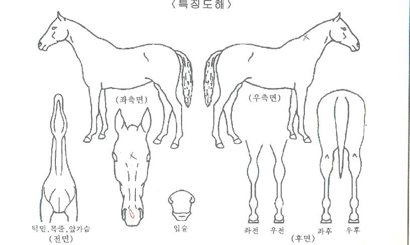 »÷µåÆÄ¿öÀÇ Ãø¸é,¿ì¸é,µÞ¸é,µÎ»ó,´Ù¸®ÀÇ Æ¯Â¡µµÇØ