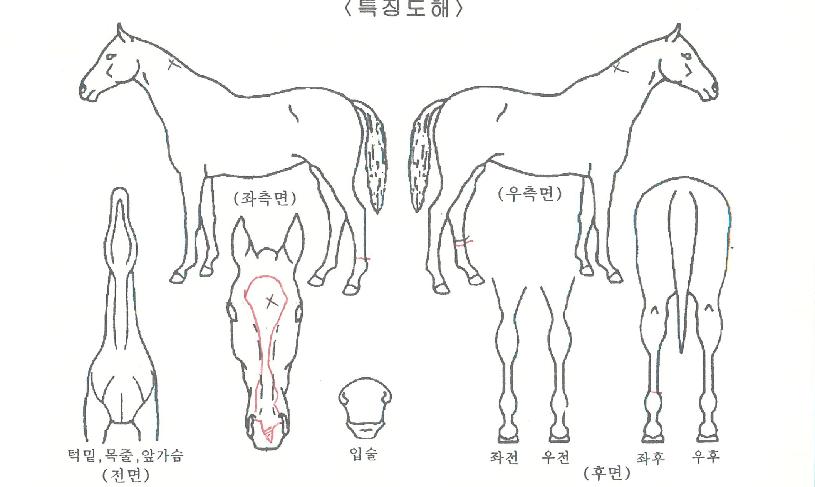 ���ϸ���� ����,���,�޸�,�λ�,�ٸ��� Ư¡����