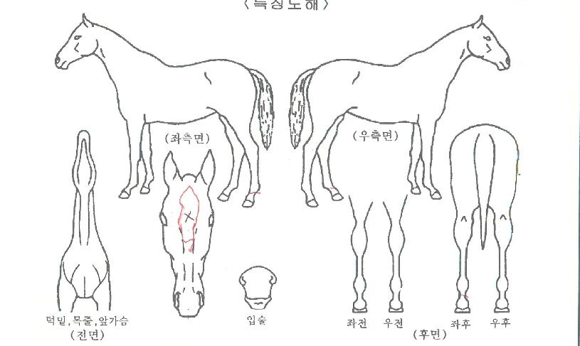 ½Ç¹öÆÛ½ºÆ®ÀÇ Ãø¸é,¿ì¸é,µÞ¸é,µÎ»ó,´Ù¸®ÀÇ Æ¯Â¡µµÇØ