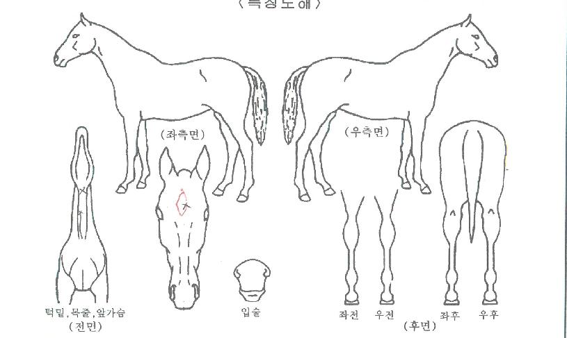 ���帲�� ����,���,�޸�,�λ�,�ٸ��� Ư¡����