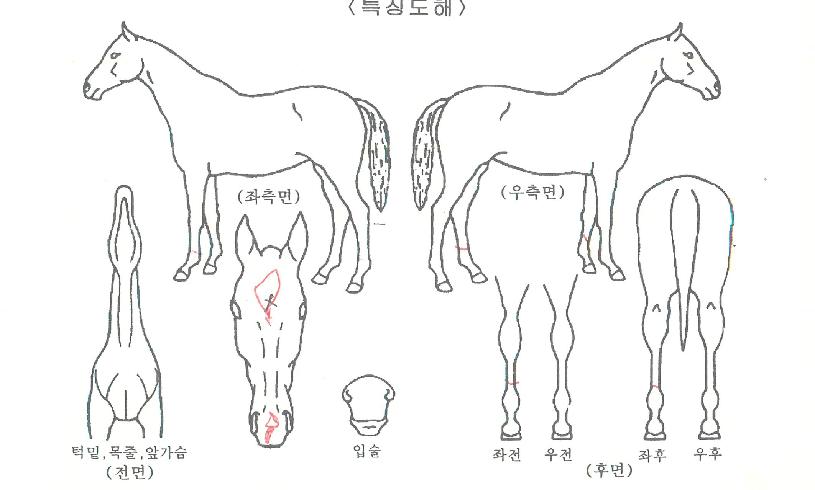 ¿øÁöÀÇ Ãø¸é,¿ì¸é,µÞ¸é,µÎ»ó,´Ù¸®ÀÇ Æ¯Â¡µµÇØ