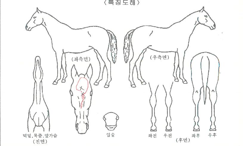 ÇϹٳªºêÀÌÀÇ Ãø¸é,¿ì¸é,µÞ¸é,µÎ»ó,´Ù¸®ÀÇ Æ¯Â¡µµÇØ