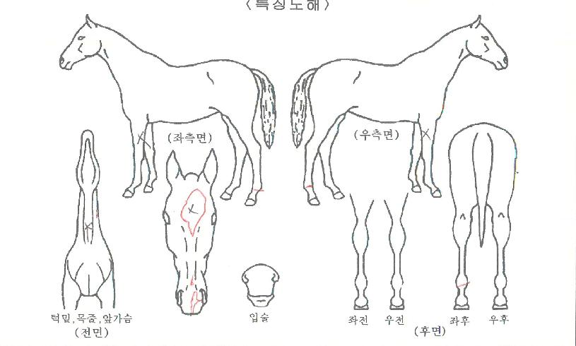 ¼±¾çÅéÀÇ Ãø¸é,¿ì¸é,µÞ¸é,µÎ»ó,´Ù¸®ÀÇ Æ¯Â¡µµÇØ