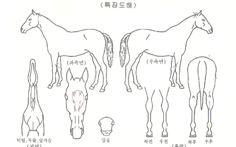 ³»±æÀÇÃູÀÇ Ãø¸é,¿ì¸é,µÞ¸é,µÎ»ó,´Ù¸®ÀÇ Æ¯Â¡µµÇØ