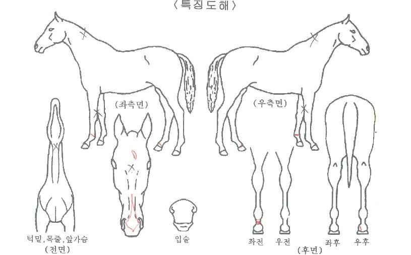 ���������� ����,���,�޸�,�λ�,�ٸ��� Ư¡����