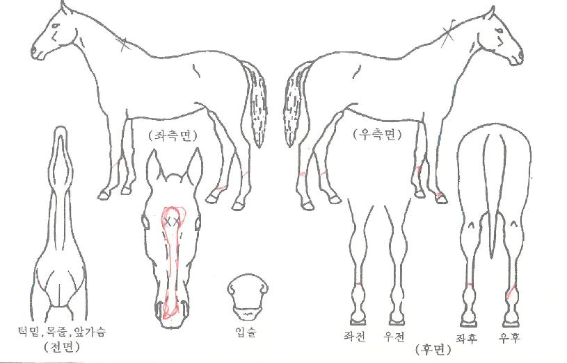 �󸮸���� ����,���,�޸�,�λ�,�ٸ��� Ư¡����