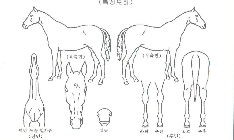 ��ǳ�����ڸ��� ����,���,�޸�,�λ�,�ٸ��� Ư¡����