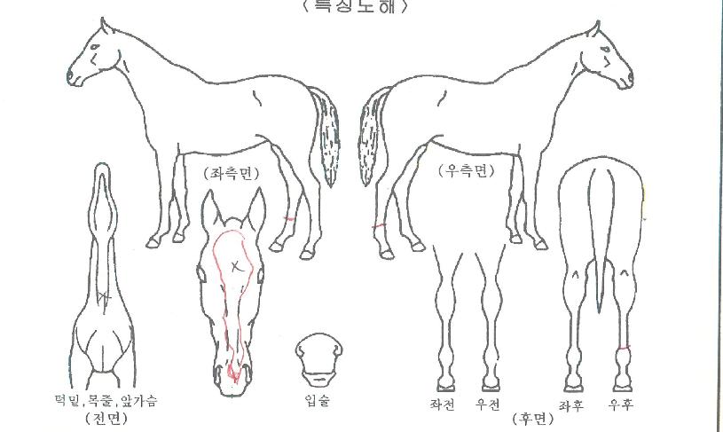 �߹����� ����,���,�޸�,�λ�,�ٸ��� Ư¡����