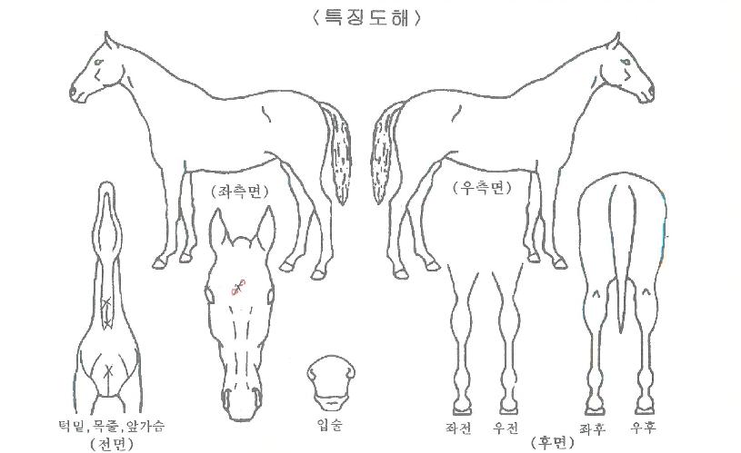 ���򷲺�Ƽ�ڸ��� ����,���,�޸�,�λ�,�ٸ��� Ư¡����