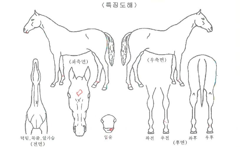 ���������ڸ��� ����,���,�޸�,�λ�,�ٸ��� Ư¡����