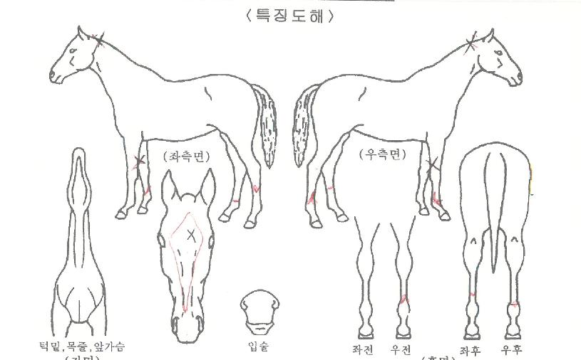 �ΰ�̼��� ����,���,�޸�,�λ�,�ٸ��� Ư¡����