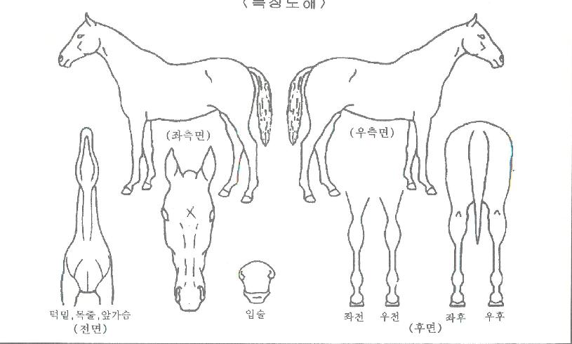 ¶óÇǵµÄýÀÇ Ãø¸é,¿ì¸é,µÞ¸é,µÎ»ó,´Ù¸®ÀÇ Æ¯Â¡µµÇØ