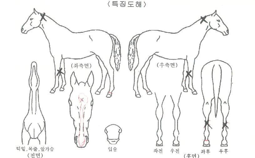 ¼Ò¿ì½ÃÅ©ÀÚ¸¶ÀÇ Ãø¸é,¿ì¸é,µÞ¸é,µÎ»ó,´Ù¸®ÀÇ Æ¯Â¡µµÇØ