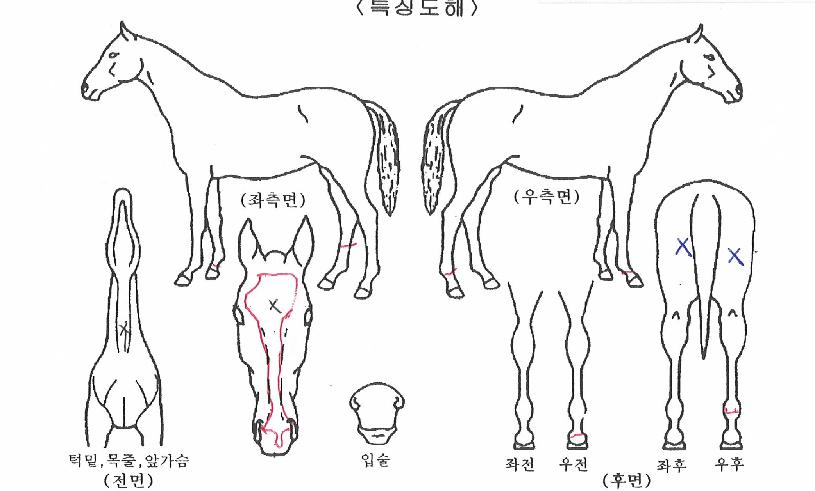 ���ս�Ÿ�� ����,���,�޸�,�λ�,�ٸ��� Ư¡����