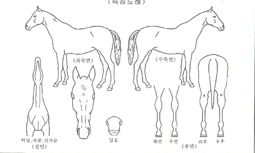 õ¸¶¿©Á¦ÀÇ Ãø¸é,¿ì¸é,µÞ¸é,µÎ»ó,´Ù¸®ÀÇ Æ¯Â¡µµÇØ