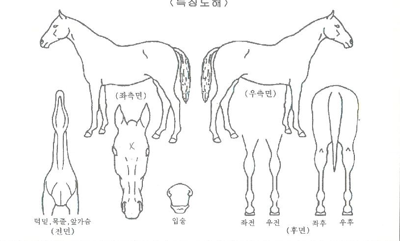 ���յ����ڸ��� ����,���,�޸�,�λ�,�ٸ��� Ư¡����