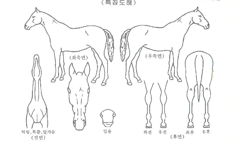 ����è�Ǿ��� ����,���,�޸�,�λ�,�ٸ��� Ư¡����