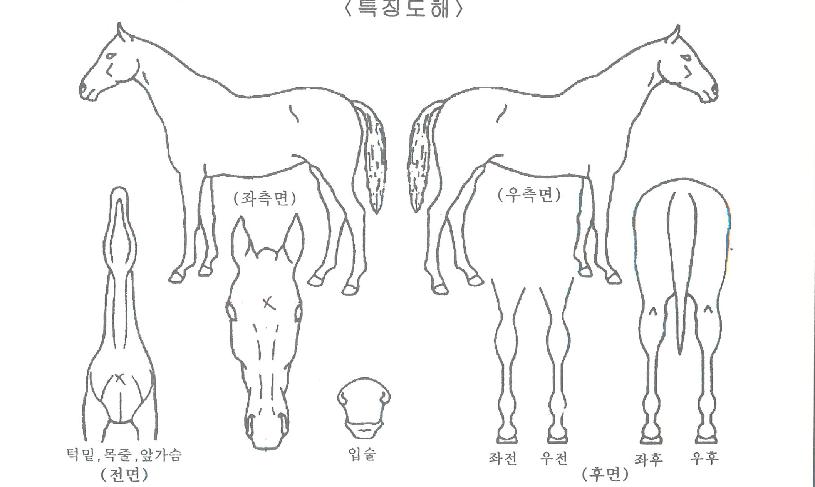 ��������Ʈ�ڸ��� ����,���,�޸�,�λ�,�ٸ��� Ư¡����