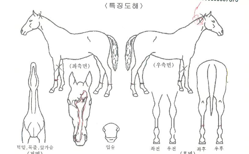 ����Ʈ�� ����,���,�޸�,�λ�,�ٸ��� Ư¡����