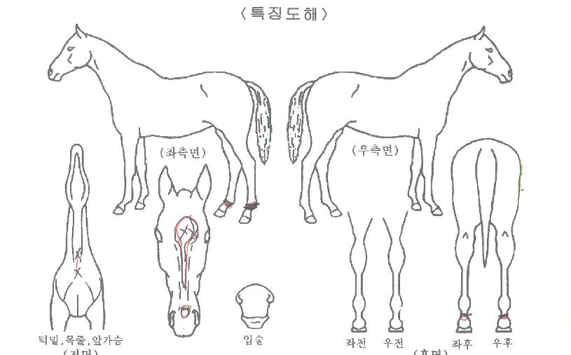 ¾Æ¶ó·Ï¹êµåÀÇ Ãø¸é,¿ì¸é,µÞ¸é,µÎ»ó,´Ù¸®ÀÇ Æ¯Â¡µµÇØ